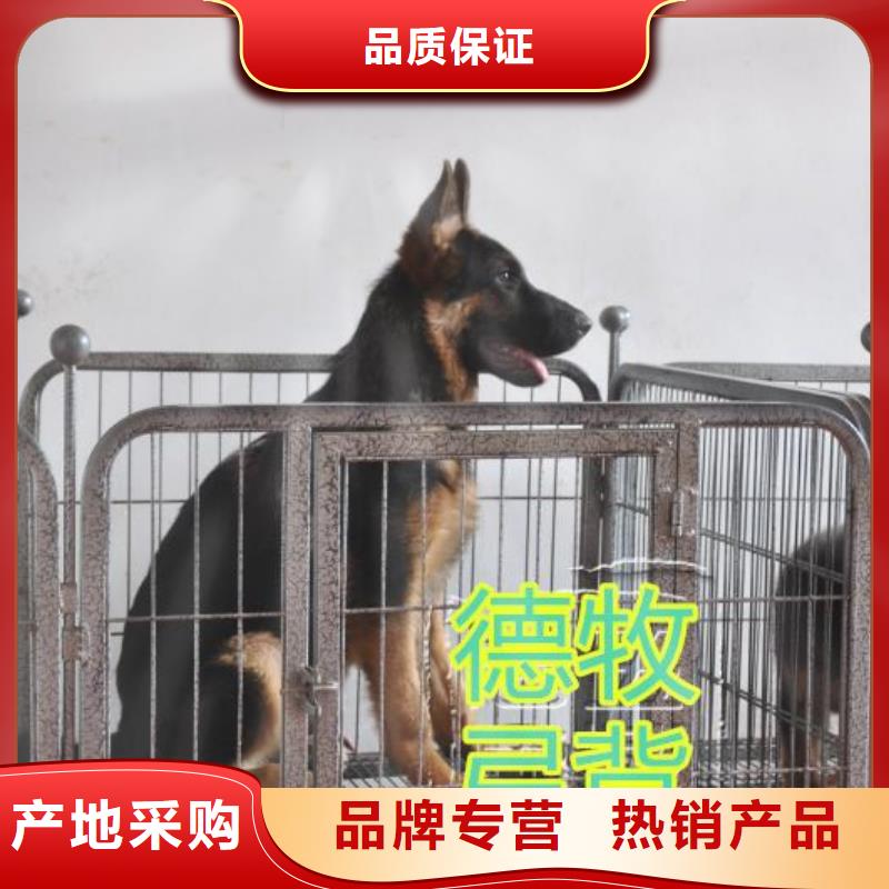 德国牧羊犬_卡斯罗犬实体厂家