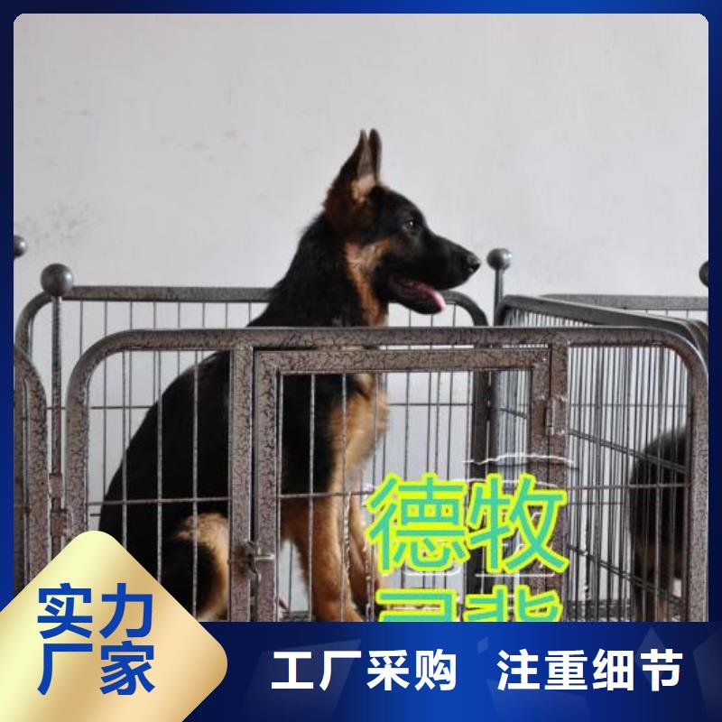 德国牧羊犬罗威纳犬自产自销