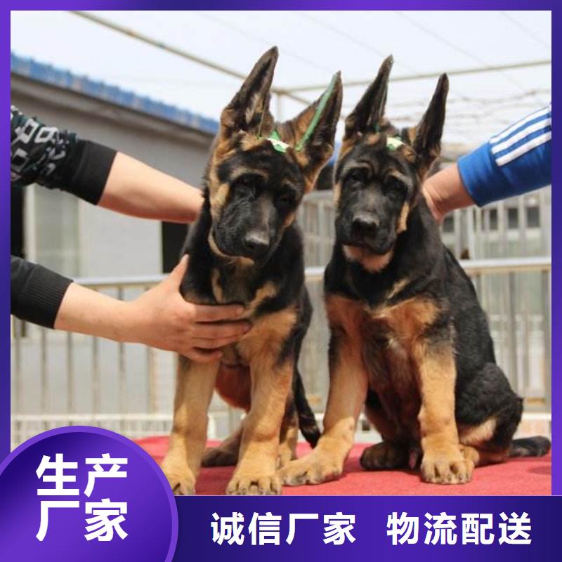 【德国牧羊犬卡斯罗犬源头厂家经验丰富】