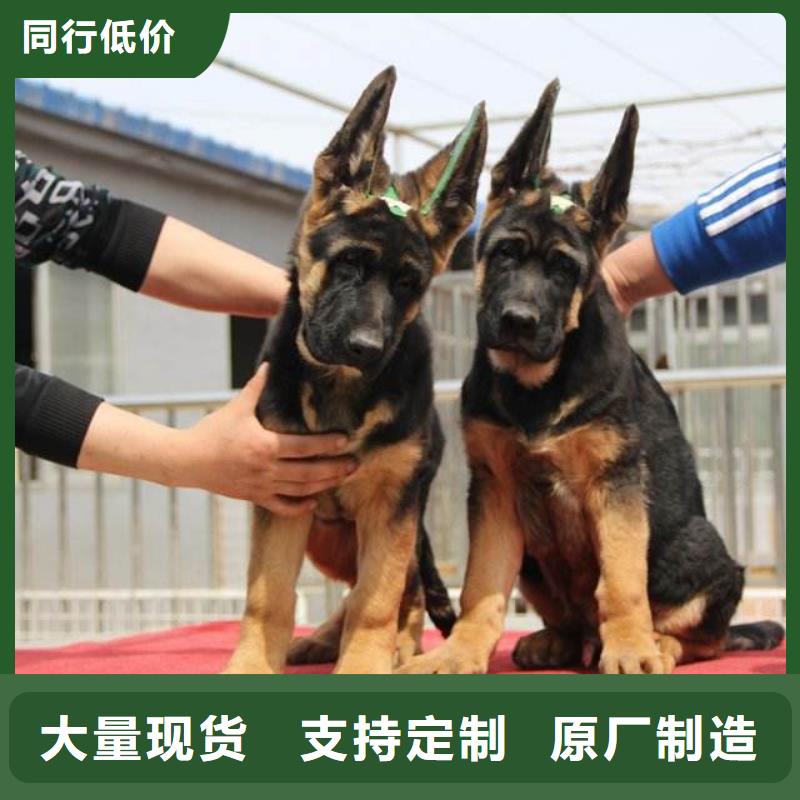 德国牧羊犬马犬实体厂家大量现货