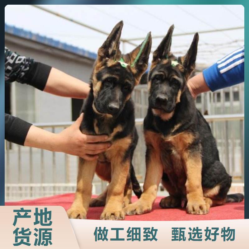 德国牧羊犬-罗威纳犬品质服务诚信为本