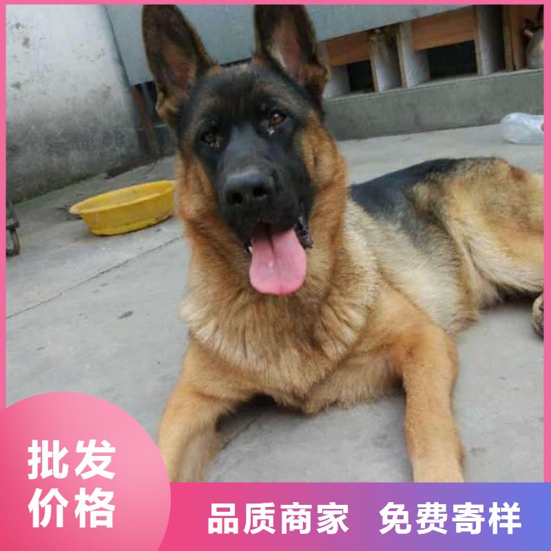 德国牧羊犬【拉布拉多犬】实力工厂