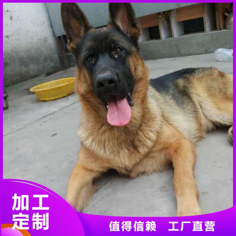 德国牧羊犬杜宾犬供应采购