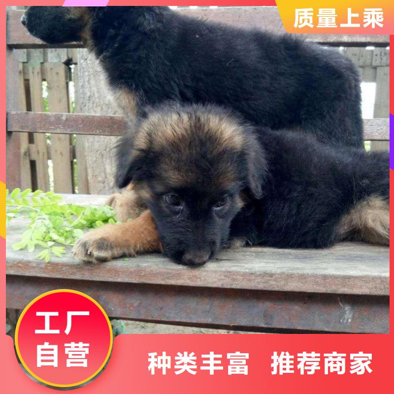 德国牧羊犬-杜宾犬按需设计