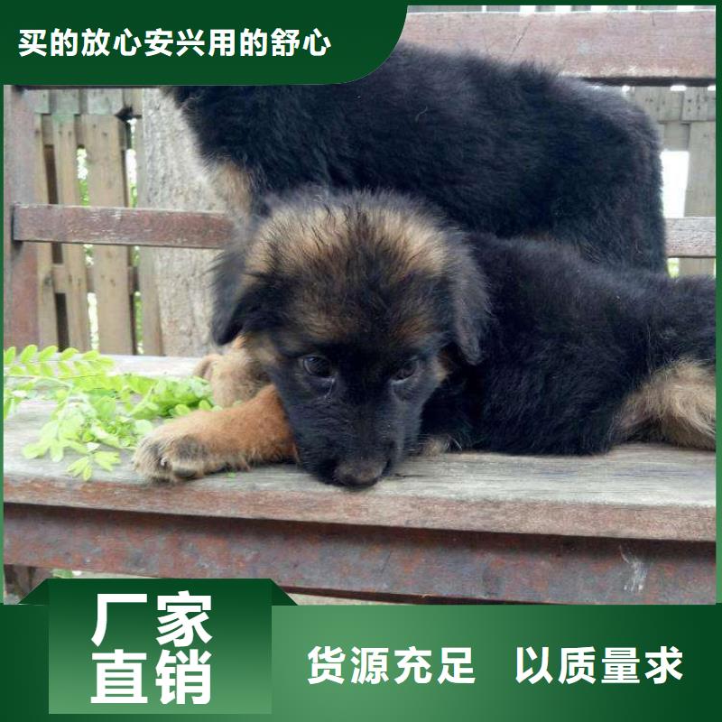 德国牧羊犬马犬高标准高品质