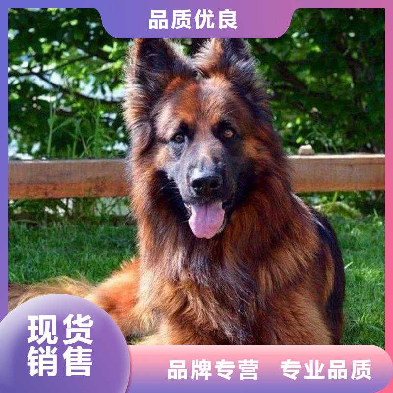 德国牧羊犬,德牧犬多种款式可随心选择