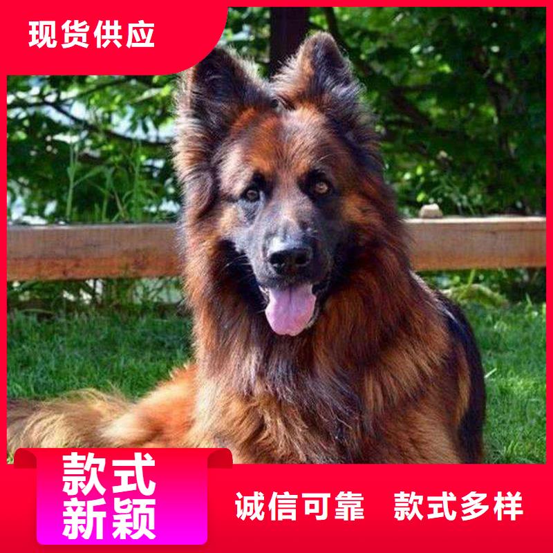 德国牧羊犬-拉布拉多犬厂家直销直供