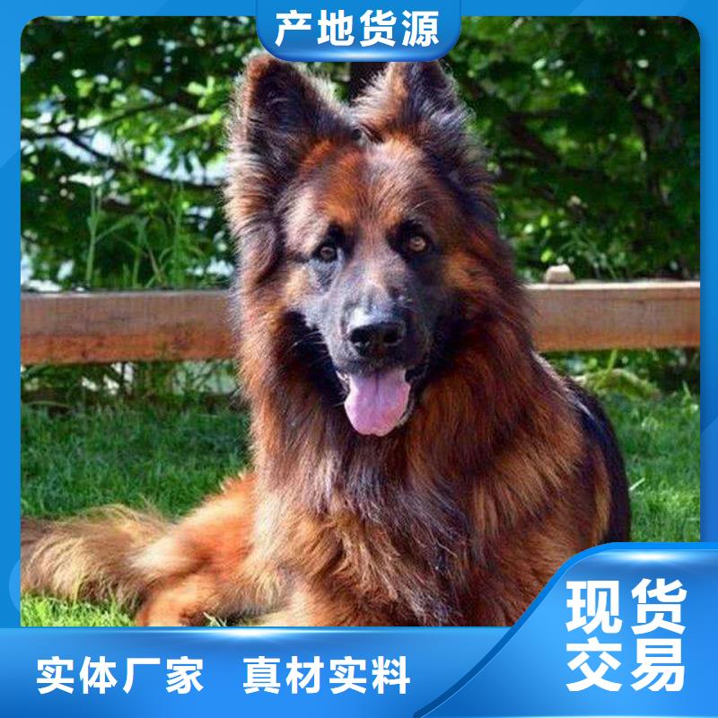 【德国牧羊犬德牧犬多年经验值得信赖】