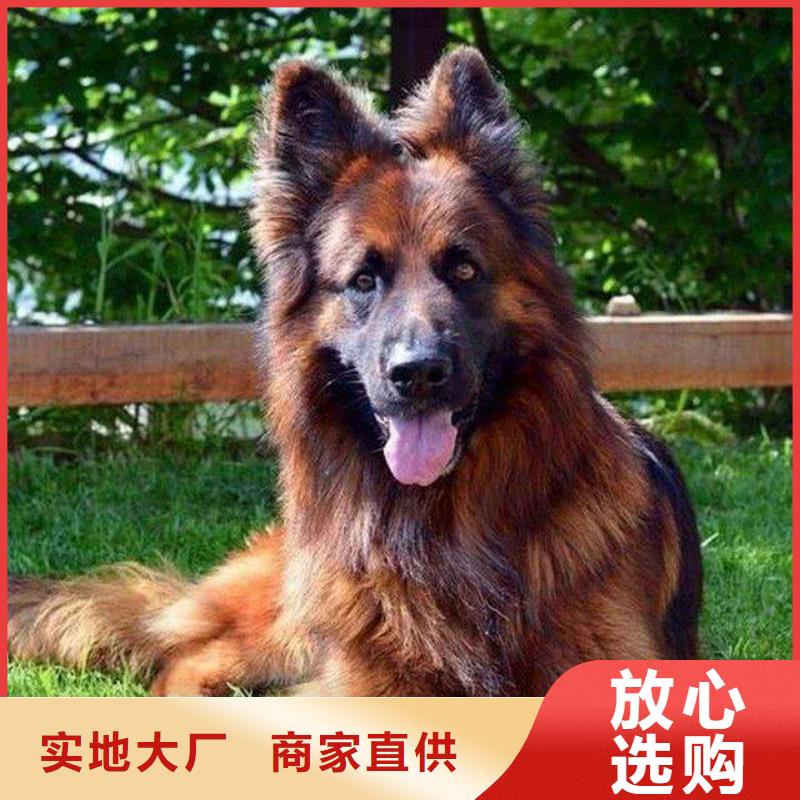 德国牧羊犬杜高犬讲信誉保质量