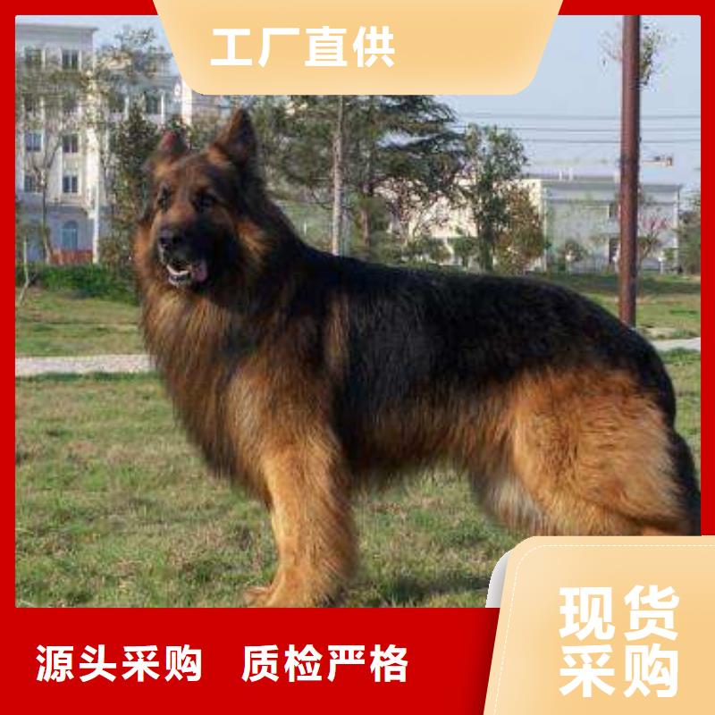 德国牧羊犬,德牧犬多种款式可随心选择