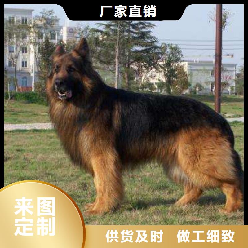 德国牧羊犬-拉布拉多犬厂家直销直供