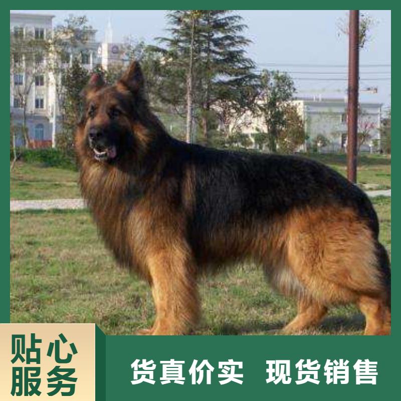 德国牧羊犬卡斯罗犬价格透明