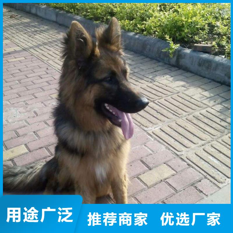 德国牧羊犬【杜宾犬】生产安装