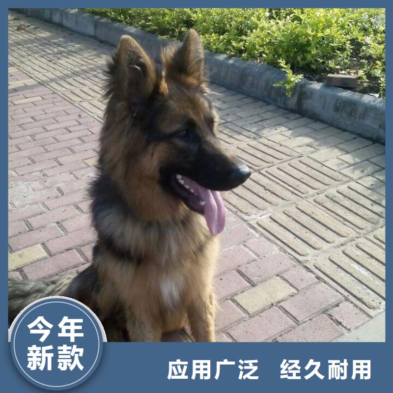 德国牧羊犬-【马犬】自营品质有保障