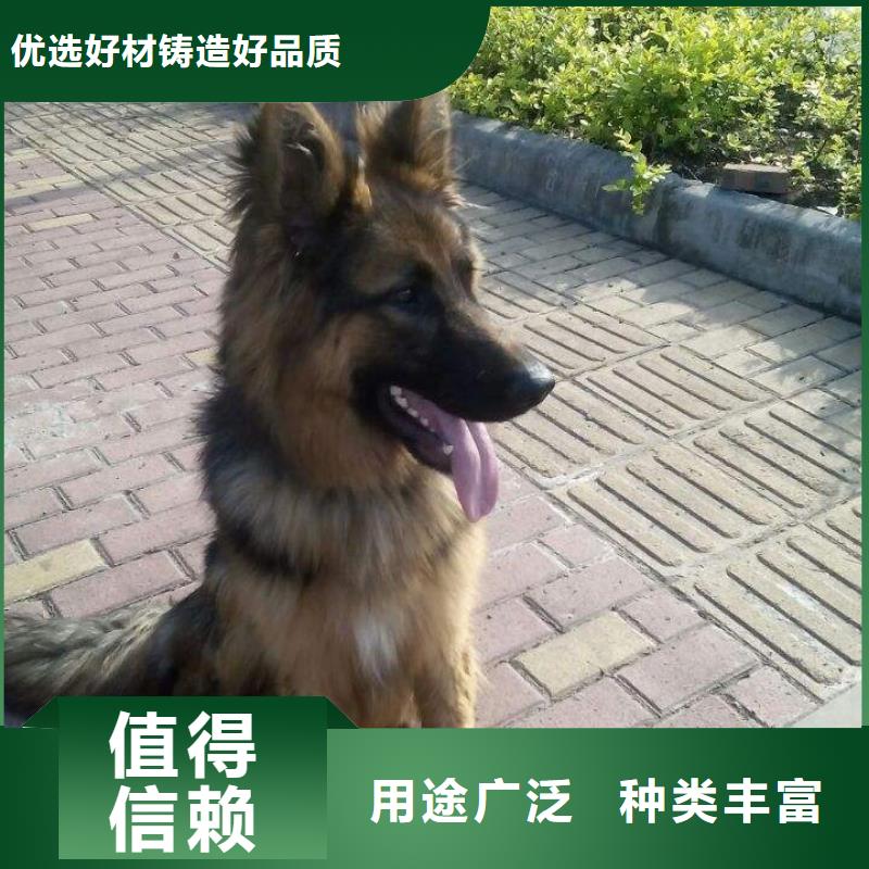 德国牧羊犬【马犬】优选厂商