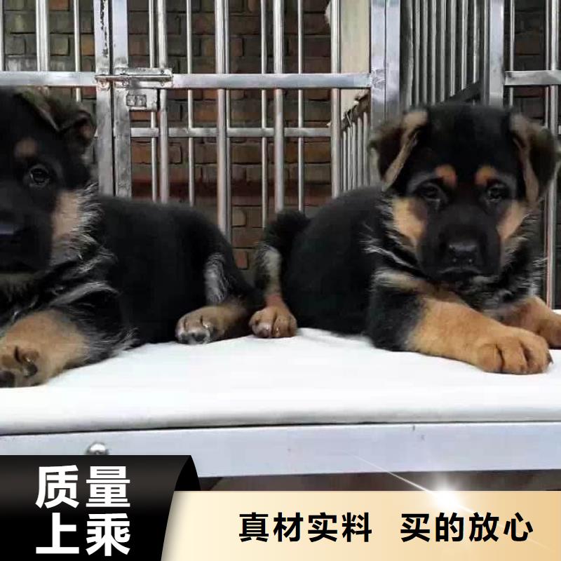 德国牧羊犬德牧犬欢迎来电询价