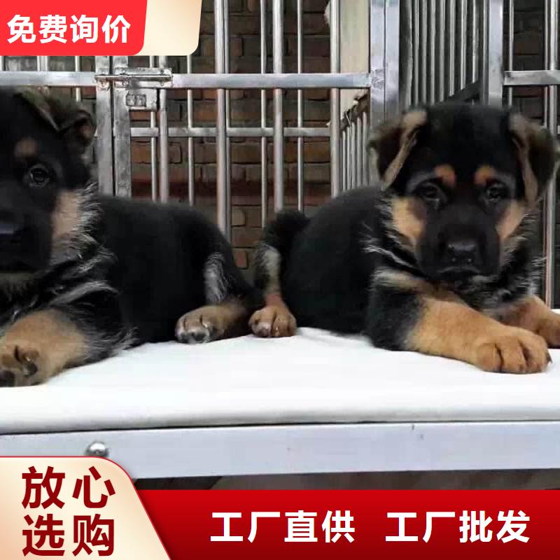 德国牧羊犬,杜高犬质检合格发货