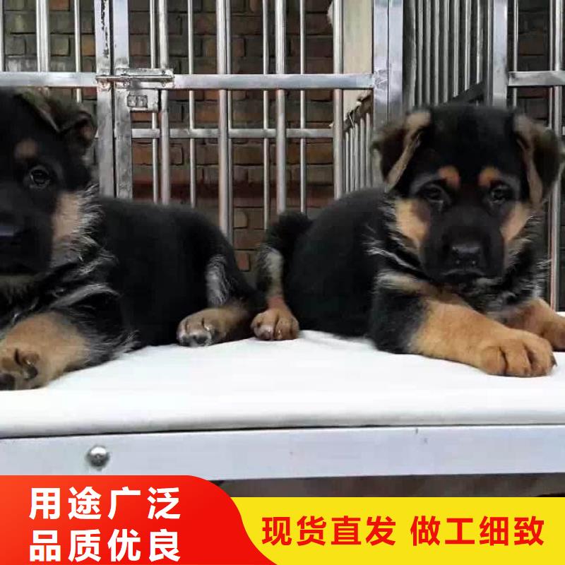 德国牧羊犬拉布拉多犬交货准时