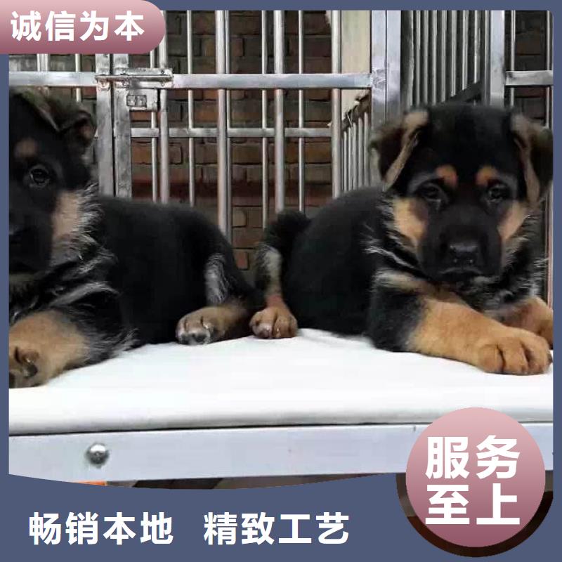 德国牧羊犬德牧犬厂家型号齐全