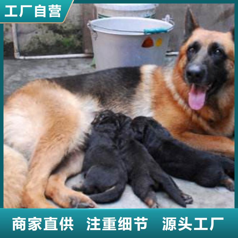 德国牧羊犬卡斯罗犬N年生产经验