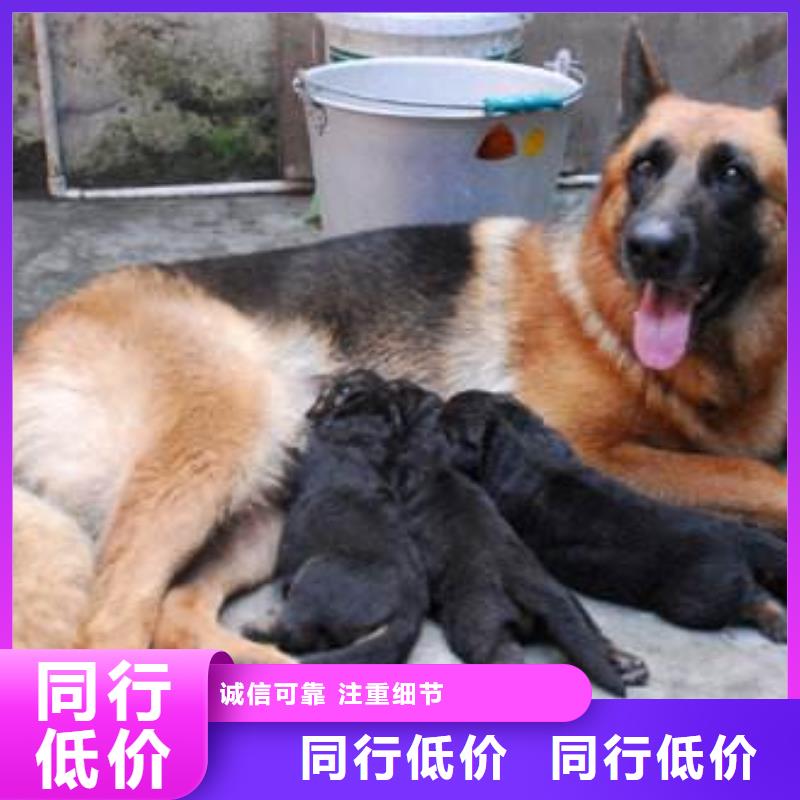 【德国牧羊犬-杜高犬支持加工定制】