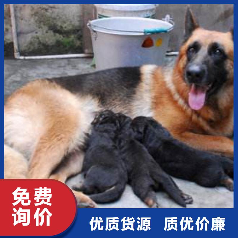 【德国牧羊犬黑狼经销商】