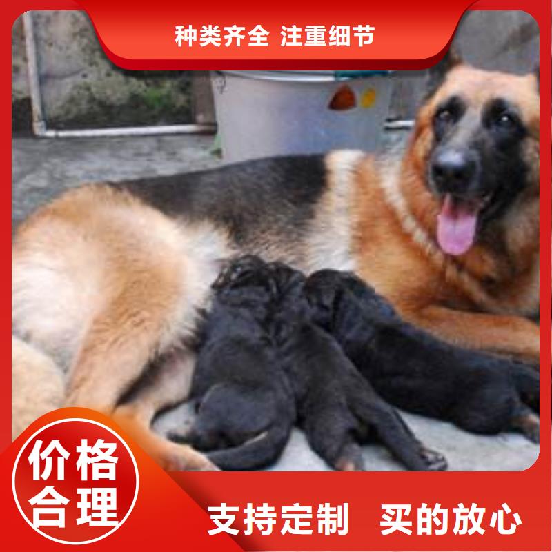 【德国牧羊犬】卡斯罗犬全品类现货