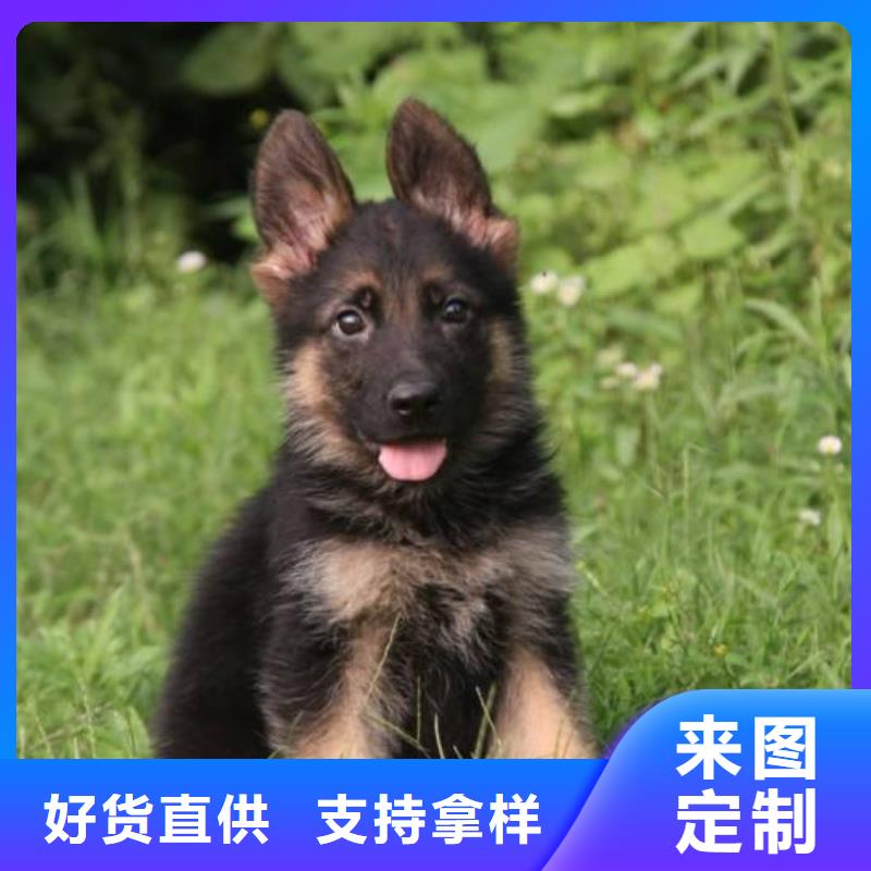 【德国牧羊犬_比特犬工厂采购】