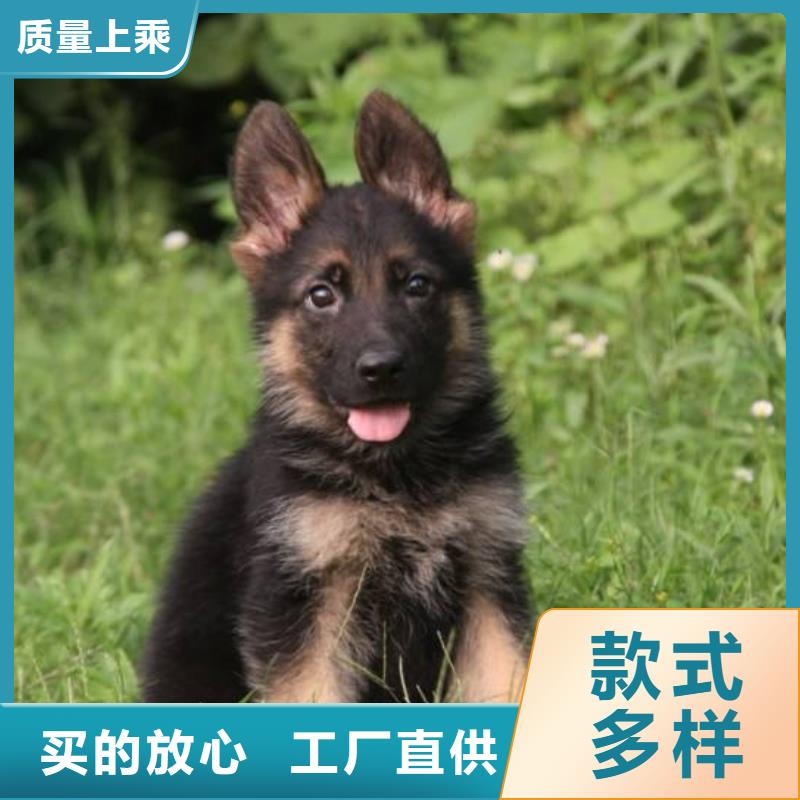 【德国牧羊犬黑狼经销商】