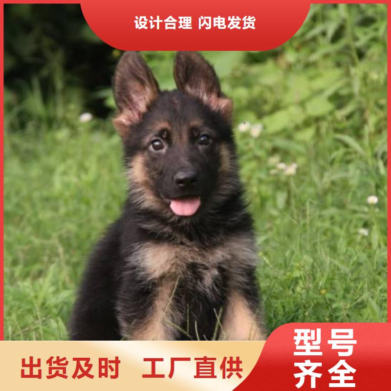 德国牧羊犬-杜高犬售后服务完善