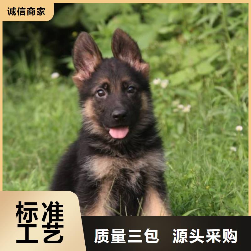 德国牧羊犬-高加索犬送货上门