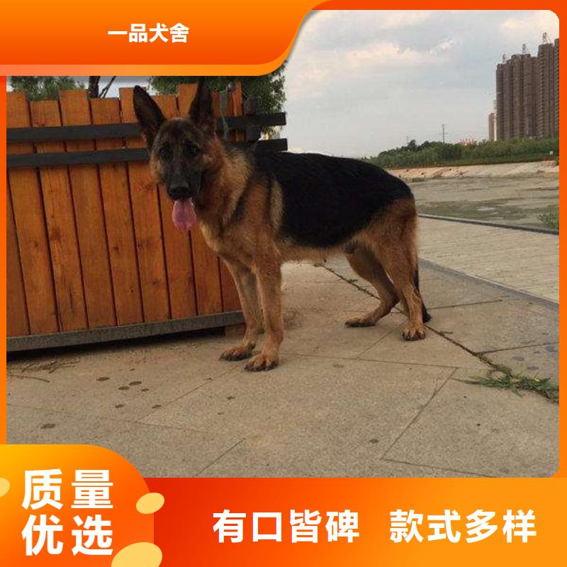 德国牧羊犬,卡斯罗犬今日新品