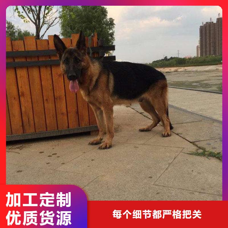 德国牧羊犬-高加索犬送货上门