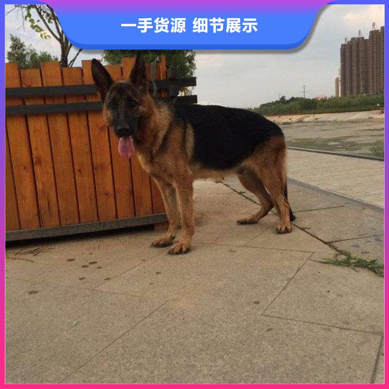 德国牧羊犬马犬库存量大