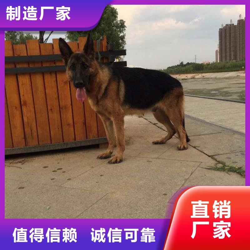 德国牧羊犬黑狼用好材做好产品