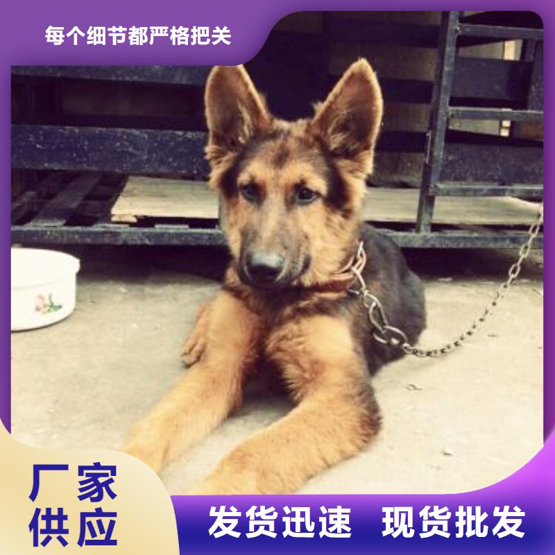 德国牧羊犬黑狼产地直供