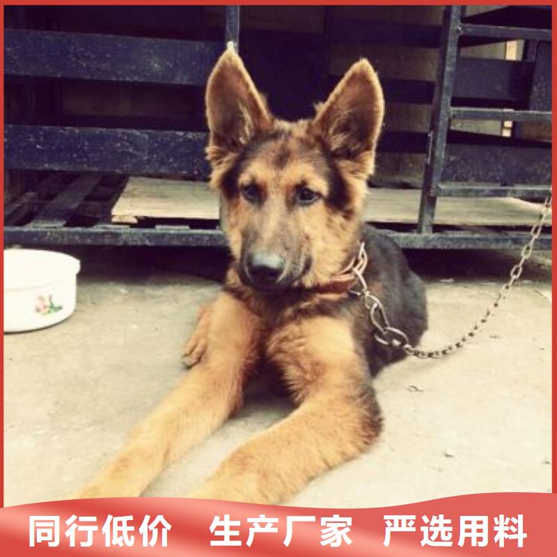 德国牧羊犬高加索犬材质实在