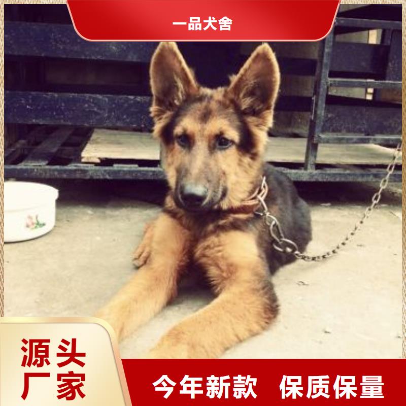 德国牧羊犬【卡斯罗犬】欢迎来厂考察