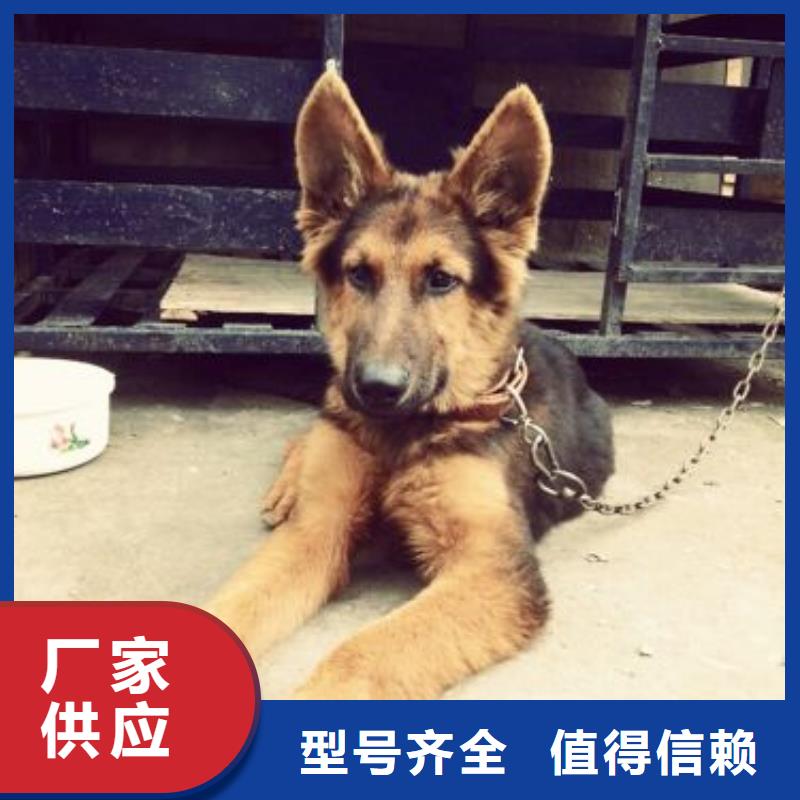 【德国牧羊犬】,杜高犬一对一为您服务