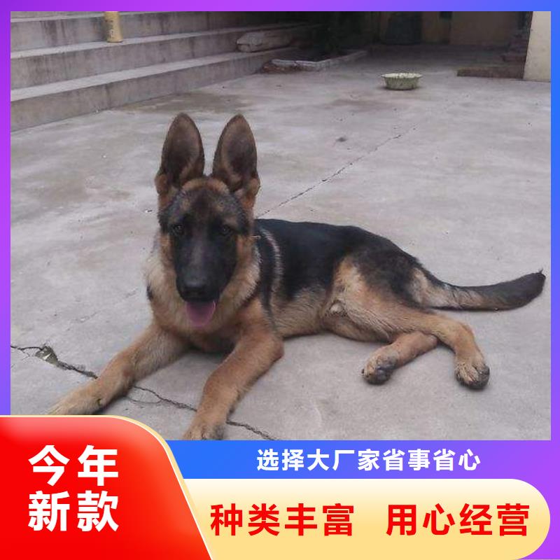 【德国牧羊犬黑狼经销商】