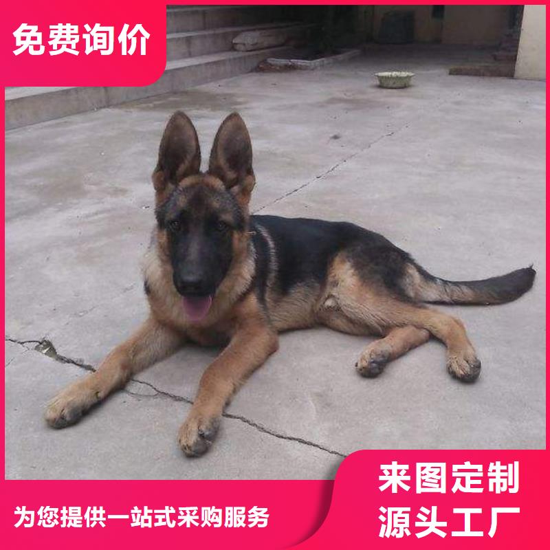 德国牧羊犬-罗威纳犬品质服务诚信为本