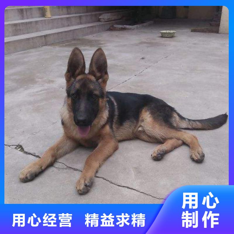 德国牧羊犬卡斯罗犬价格透明