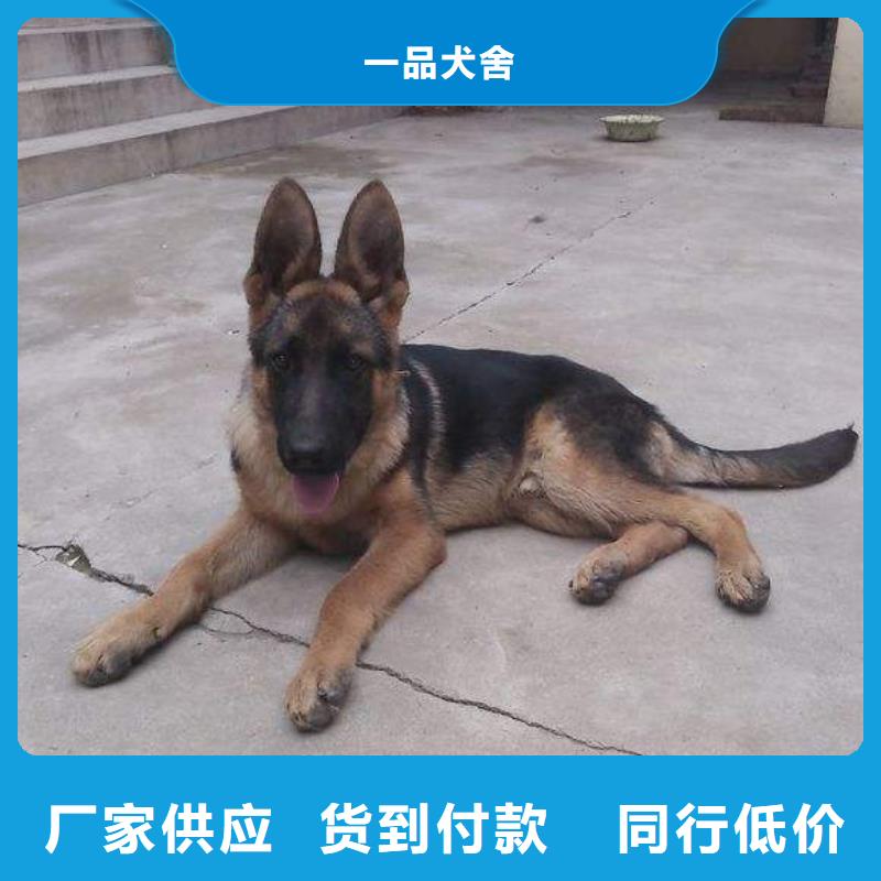 德国牧羊犬卡斯罗犬海量库存