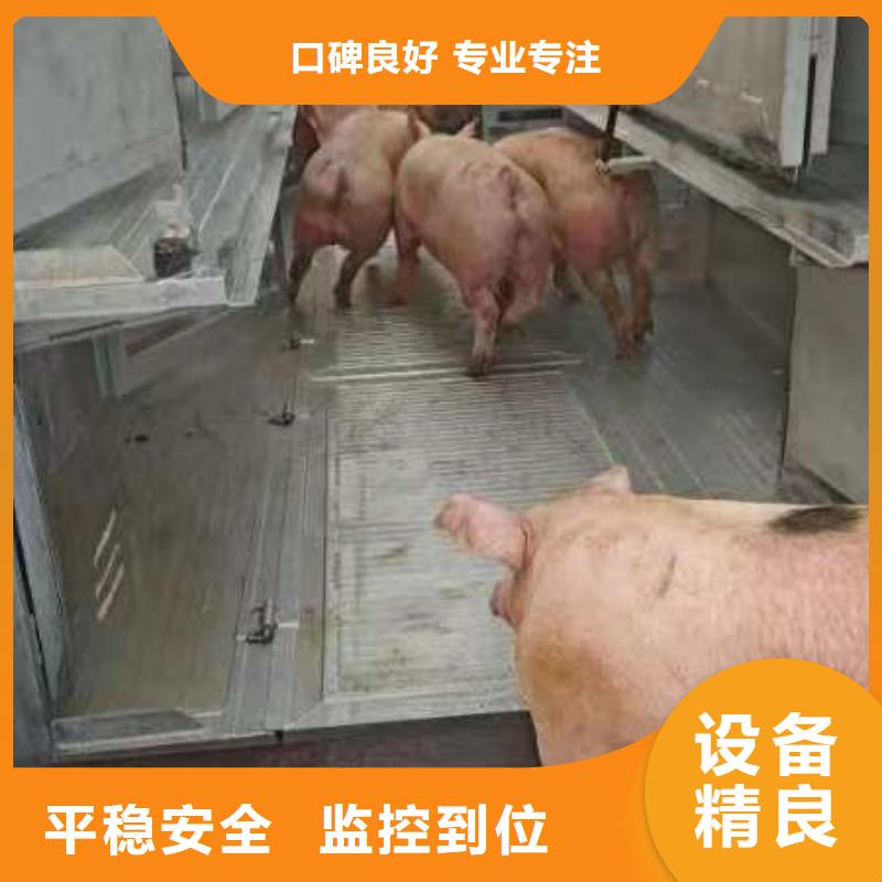 宿迁市到牛运输专用车温柔对待
